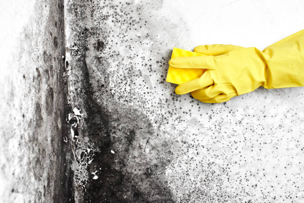 Best Residential Mold Removal  in Denison, IA