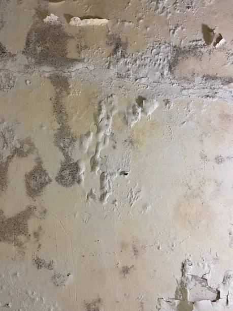 Best Mold Testing  in Denison, IA