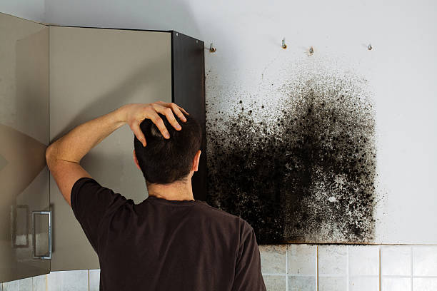Best Mold Testing  in Denison, IA