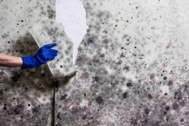 Best Mold Cleaning Services  in Denison, IA